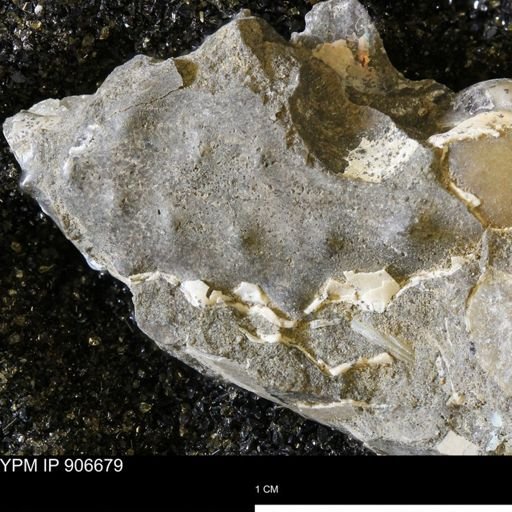 undet. Ammonoidea