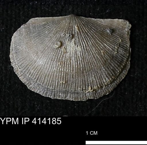 Devonochonetes mucronatus?