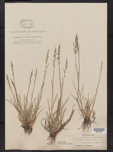 Puccinellia fasciculata