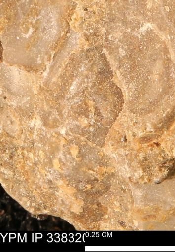 Protocardia subquadrata