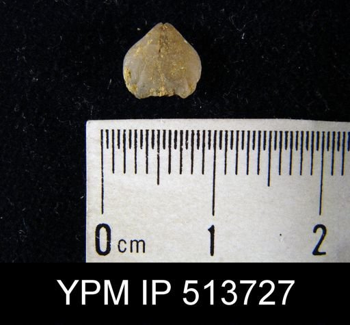 undet. Rhynchonellida