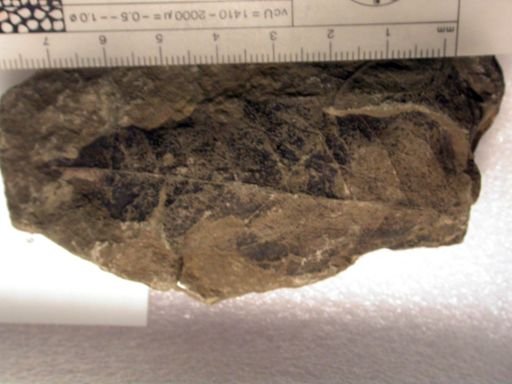 Angiospermopsida