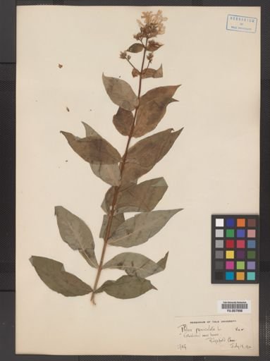 Plantae