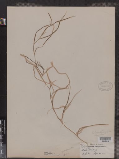 Potamogeton compressus