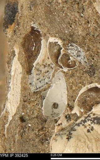 undet. Gastropoda