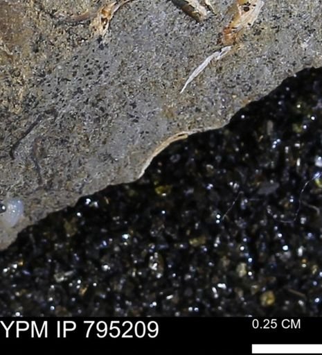 undet. Bivalvia