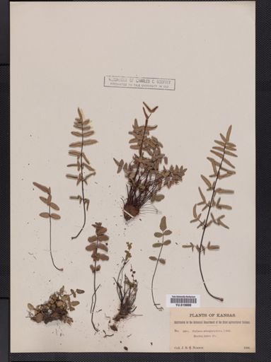 Pellaea atropurpurea