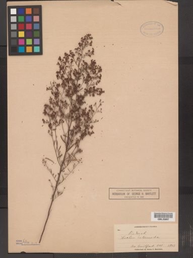 Lechea intermedia