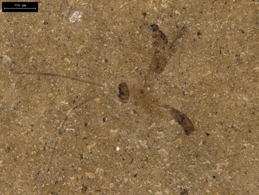 undet. Ichneumonoidea