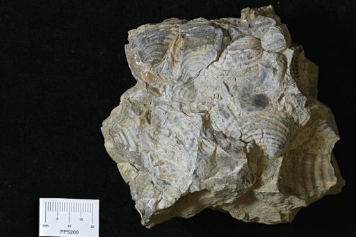 Inoceramus