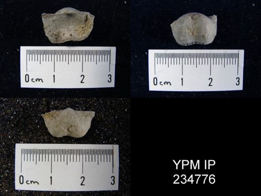 Marginifera splendens