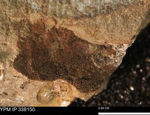 undet. Mollusca