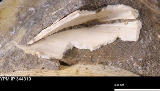 undet. Bivalvia
