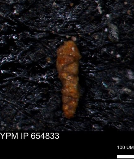 Verneuilinoides hectori