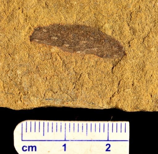 Lepidodendron
