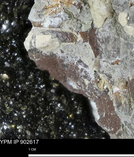 undet. Bivalvia