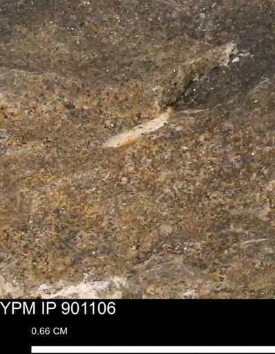 Animalia