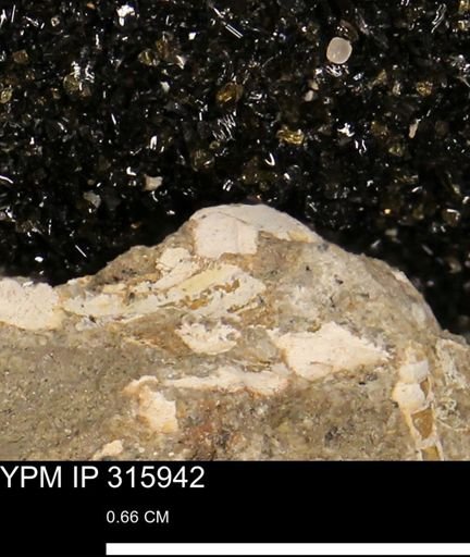 undet. Mollusca