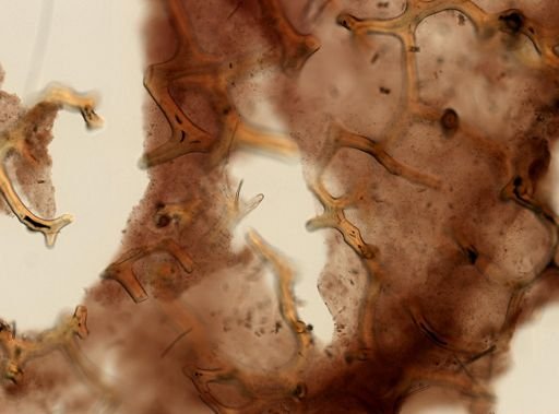 Aplysina sp.