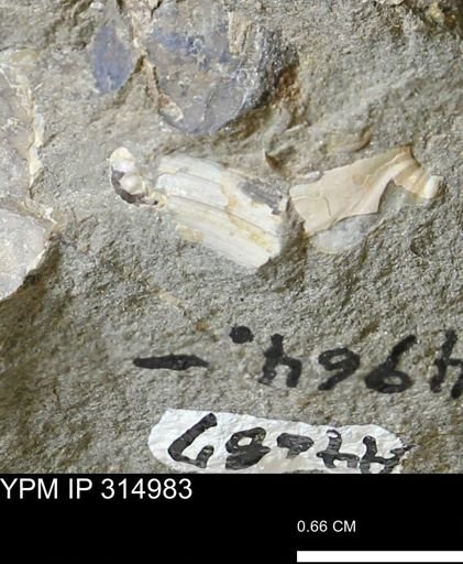undet. Scaphitidae