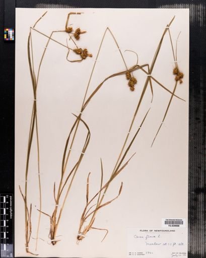 Carex flava