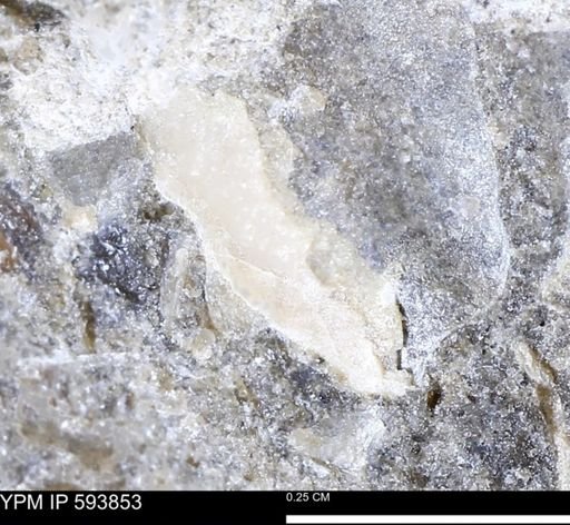 undet. Mollusca