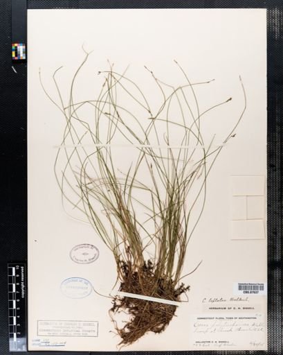 Carex leptalea leptalea