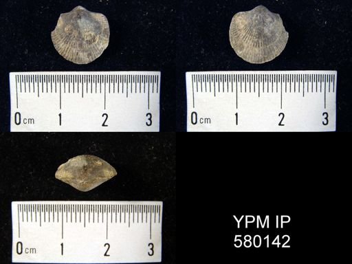 undet. Atrypidae