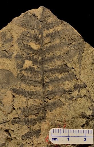 Microphyllopteris gieseckiana