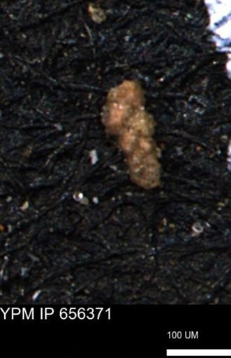 Ammobaculoides phaulus