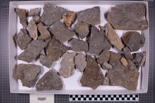 mixed taxa, stratigraphic collection