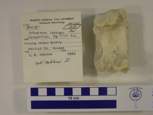 Teleoceras fossiger