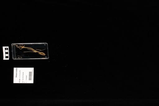 Shinisaurus crocodilurus