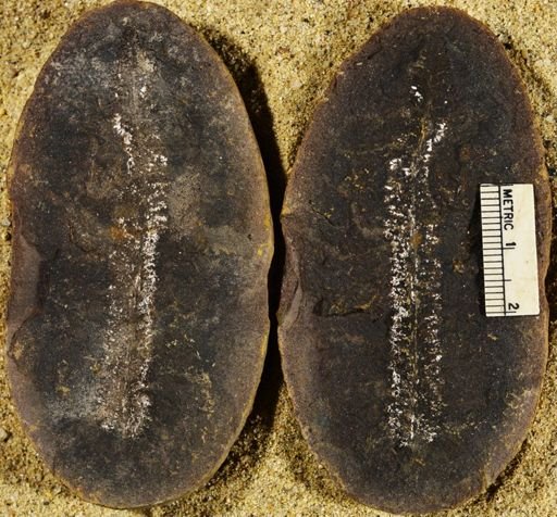 Pecopteris
