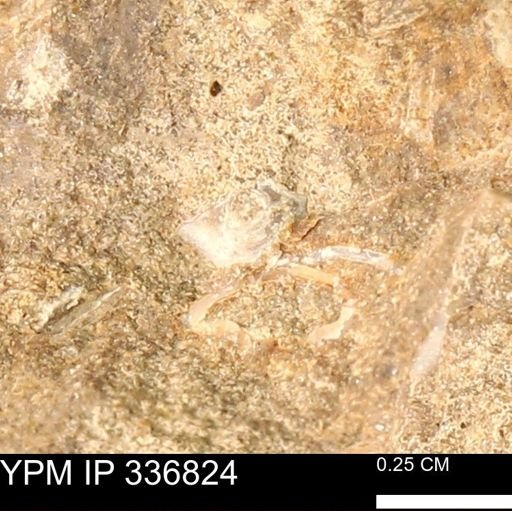 undet. Mollusca