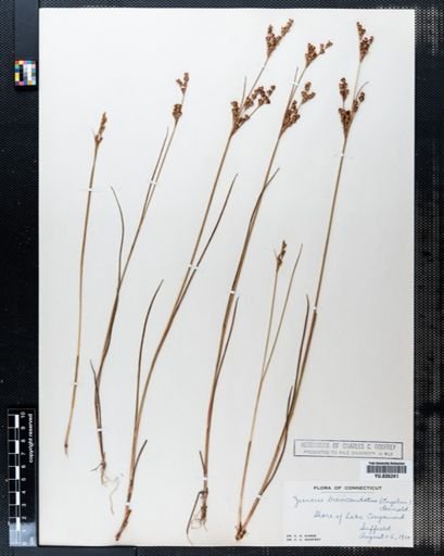 Juncus brevicaudatus