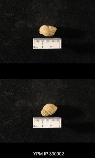 Sphaerodoma sp.