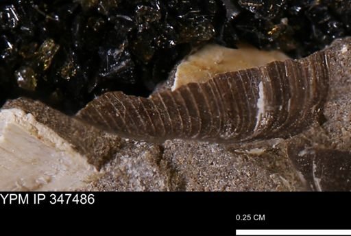undet. Bivalvia