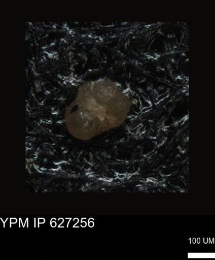 undet. Foraminiferida