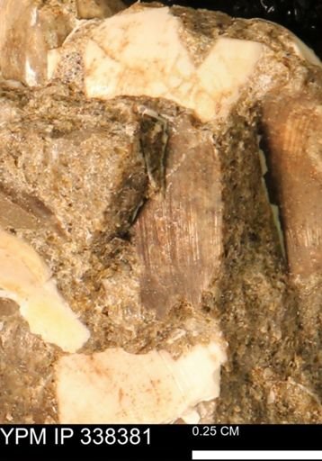 Protocardia subquadrata
