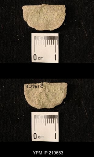 Chonetes granulifer