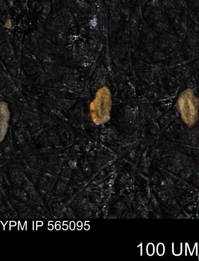Spirolocammina planula