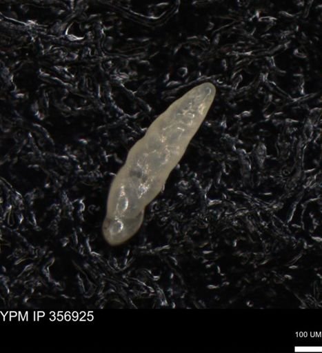 undet. Foraminiferida