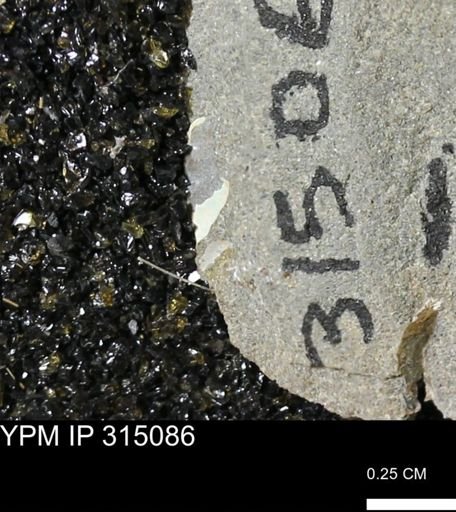undet. Scaphitidae