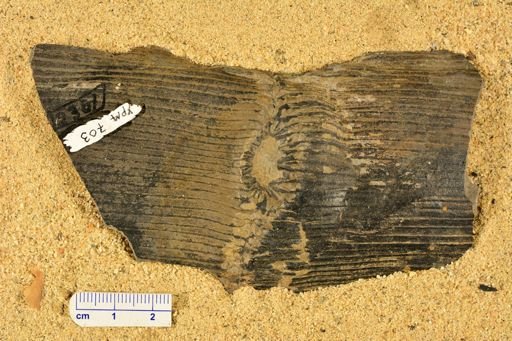 Calamites