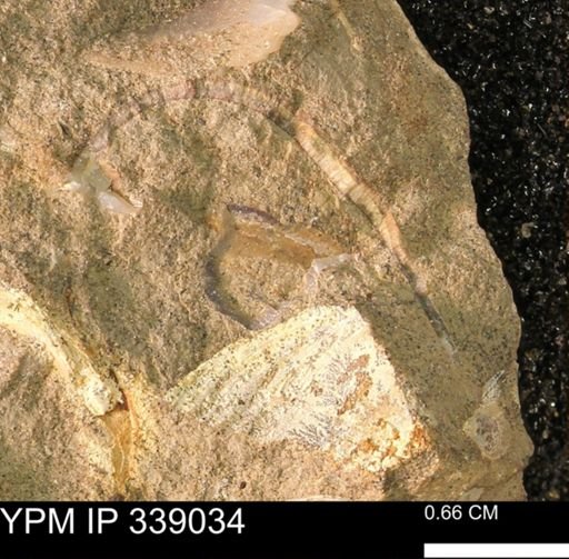 undet. Bivalvia
