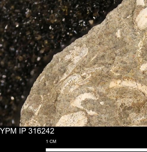 undet. Mollusca