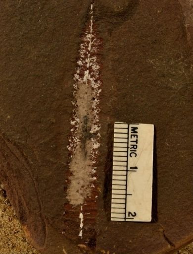 Pecopteris