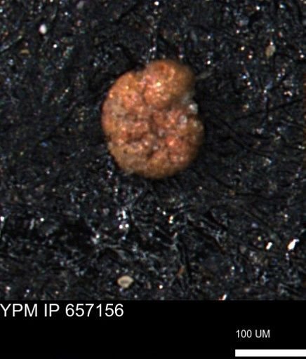 Haplophragmoides gigas