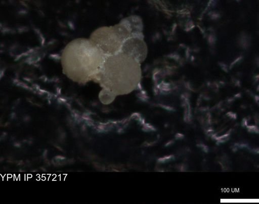 undet. Foraminiferida